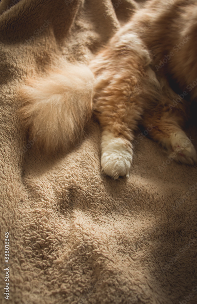 Obraz premium cat sleeping on the couch