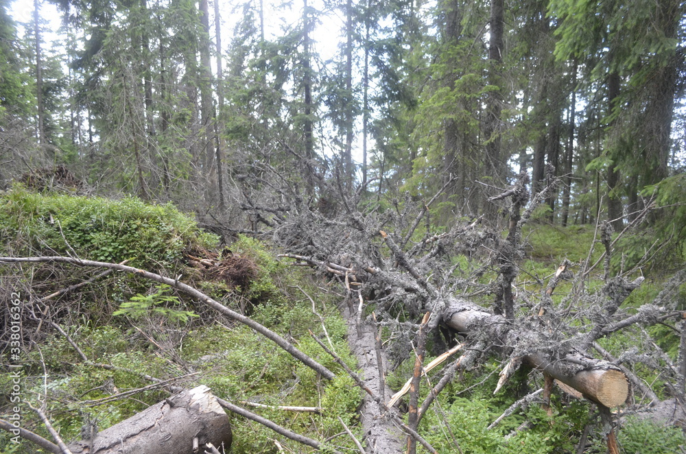 Obraz premium summer green forest in the mountains