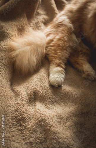 cat sleeping on the couch