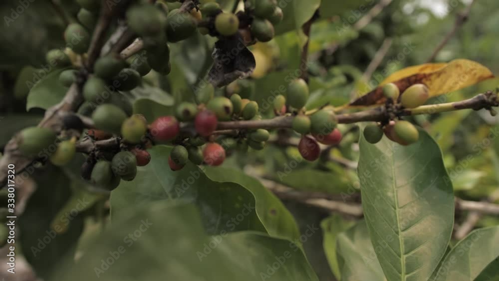 Raw Luwak coffee beans at a plantation