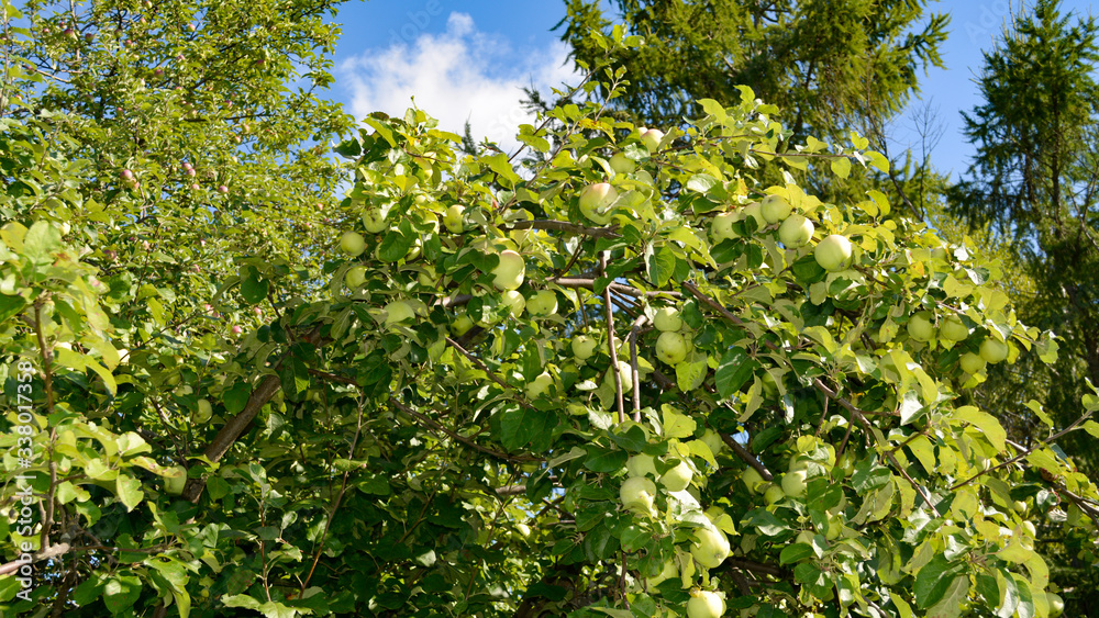 apple apple
