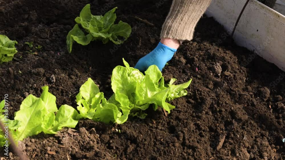 Agriculture,Seeding,Seedling,Plantation,Female hand planting. Planting tomatoes Agriculture,Seeding,Seedling,Plantation,Female hand planting. Planting tomatoes