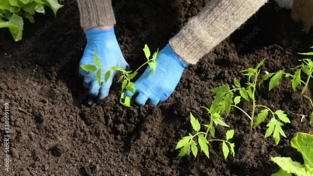 Agriculture,Seeding,Seedling,Plantation,Female hand planting. Planting tomatoes Agriculture,Seeding,Seedling,Plantation,Female hand planting. Planting tomatoes