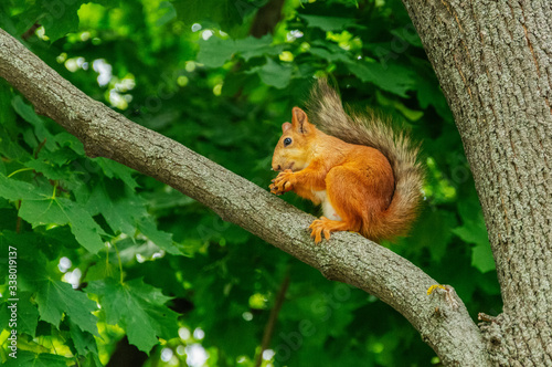 red squirrel on a tree in green leaves in a summer Park