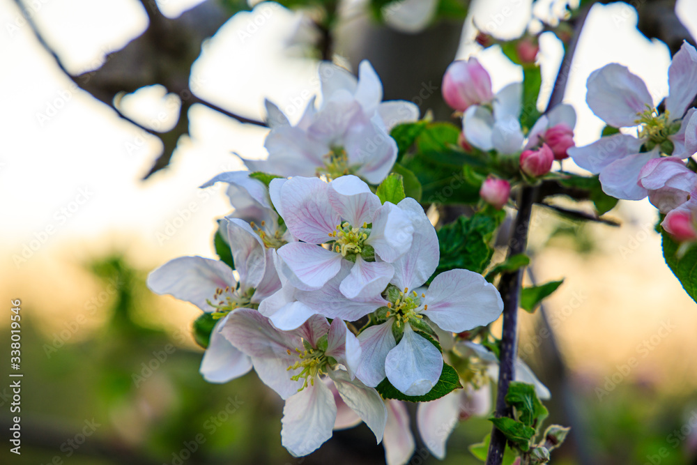 Frühling Frühling