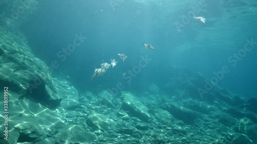 squid scenery underwater with sun beams and sun rays swim slow motion photo