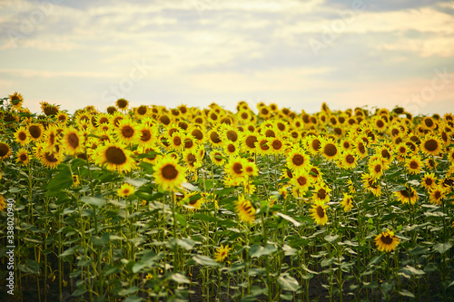 Field of blooming yellow sunflowers on a background sunset as harvest concept