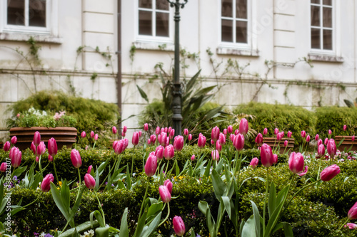 ヨーロッパ町の庭園で優雅に咲くチューリップ © tkyszk
