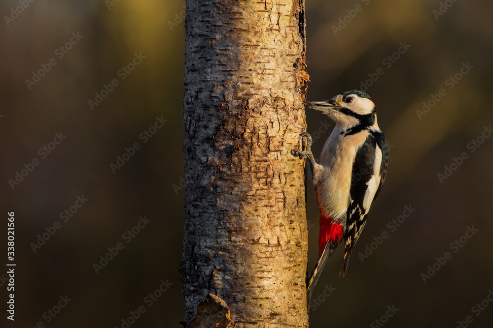 Great Spotted Woodpecker (Dendrocopos major) Great Spotted Woodpecker (Dendrocopos major)