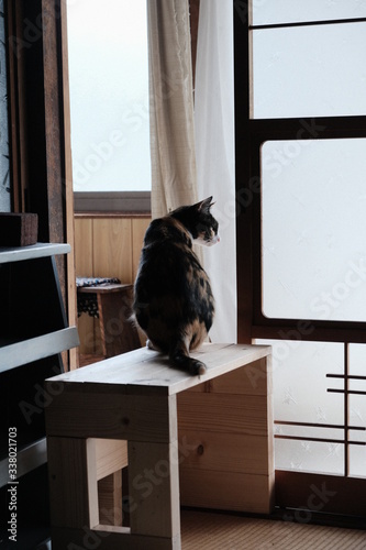 猫