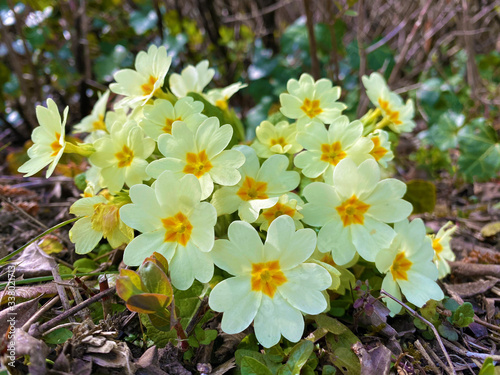 The common primrose (Primula vulgaris), Die Stängellose Schlüsselblume (Die Staengellose Schluesselblume oder Die Stangellose Schlusselblume), Rani jaglac ili Jagorcevina photo