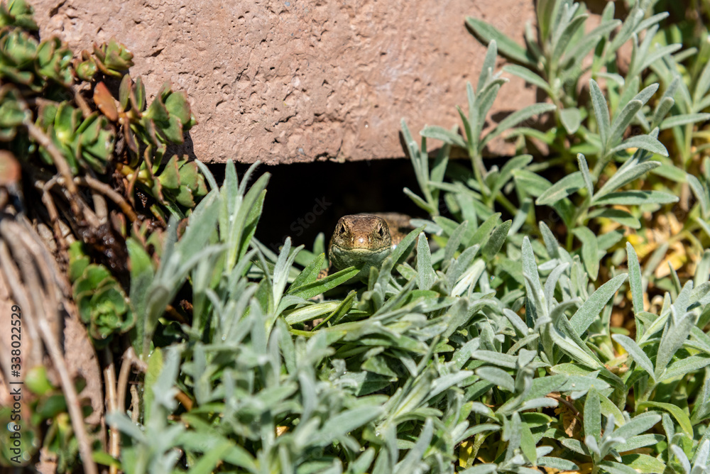 Obraz premium sand lizard relaxing in the sun