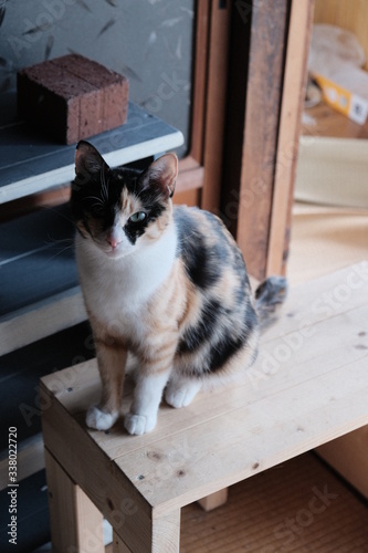 猫