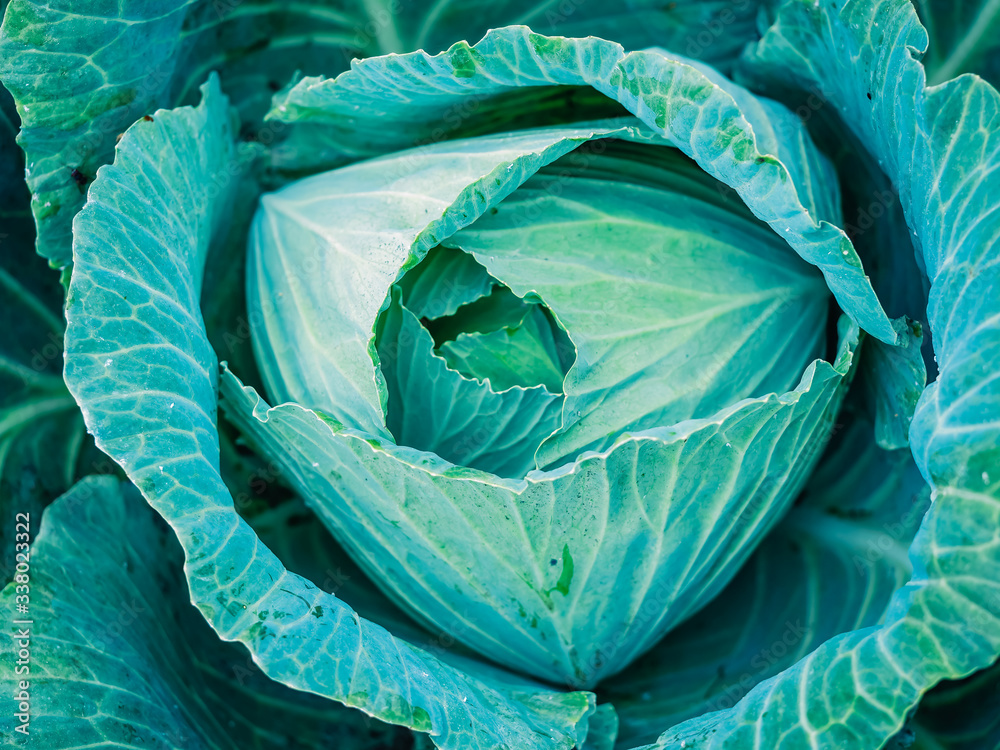 Fototapeta premium Close up top view of a head of blue cabbage. beautiful texture background.