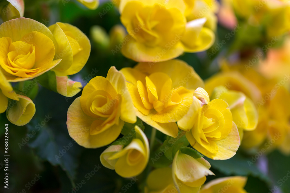 Fototapeta premium Close up of a beautiful yellow rose bouquet 