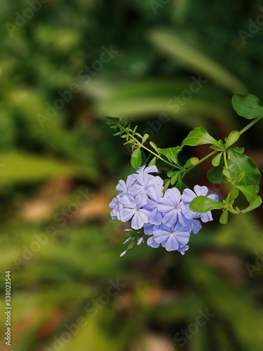 Beautiful Cape Leadwort blooming in sunshine.