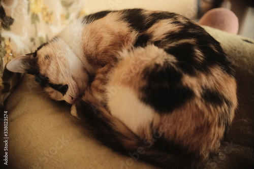 猫