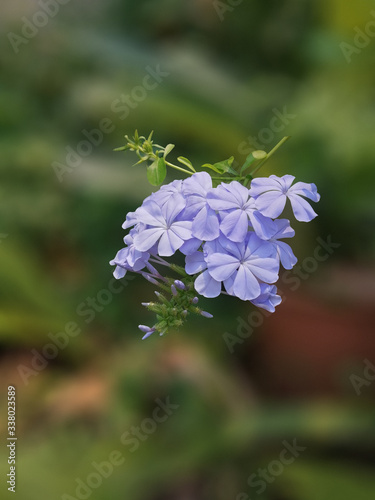 Beautiful Cape Leadwort blooming in sunshine.