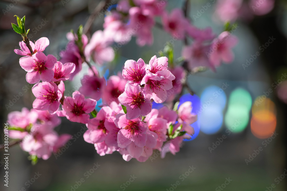 Blossomed branches with a modern touch, bokeh background Blossomed branches with a modern touch, bokeh background