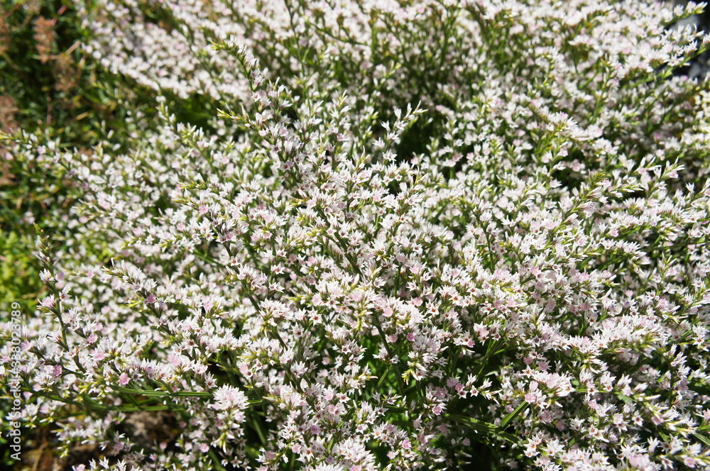 Goniolimon tataricum or german statice plant with white flowers background Goniolimon tataricum or german statice plant with white flowers background