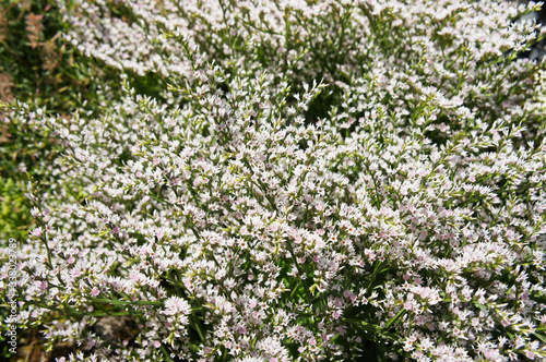 Goniolimon tataricum or german statice plant with white flowers background