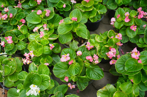 Begonia semperflorens-cultorum wax begonia plant in pot blossoming pink flowers photo