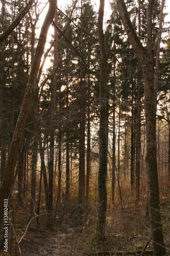 Wald in Sonnenlicht