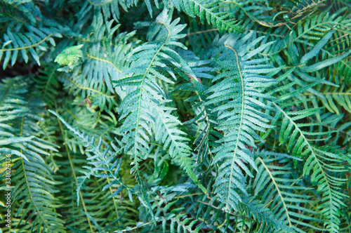 Polypodium glycyrrhiza or licorice fern green plant background 