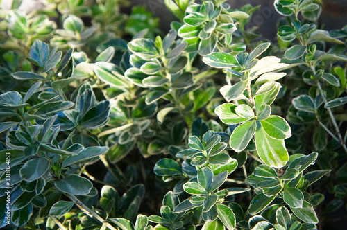 Euonymus japonica aureomarginata evergreen spindle green leaves © skymoon13