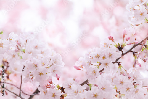 桜　満開 © Chikako Kamitori