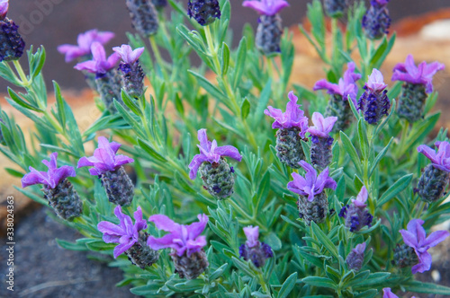 Lavandula latifolia or  broadleaved lavender purple flowers photo