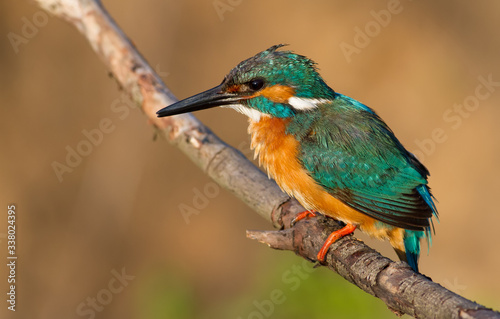 Kingfisher, alcedo. A male bird sits on a branch near the nest.