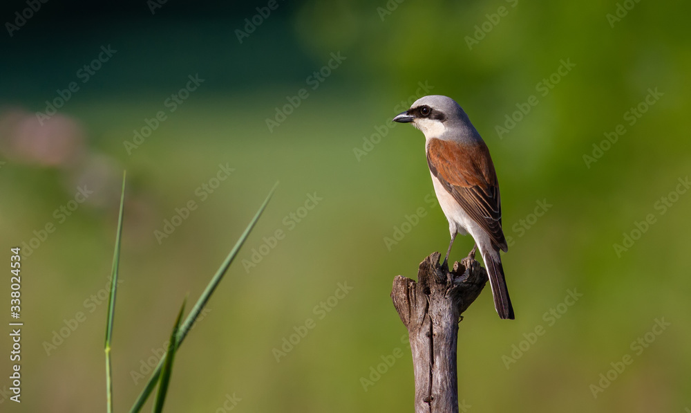 Red-backed shrike, lanius collurio. The bird sits on an old branch. Male close up Red-backed shrike, lanius collurio. The bird sits on an old branch. Male close up