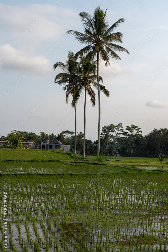 Fototapeta premium Indonesia