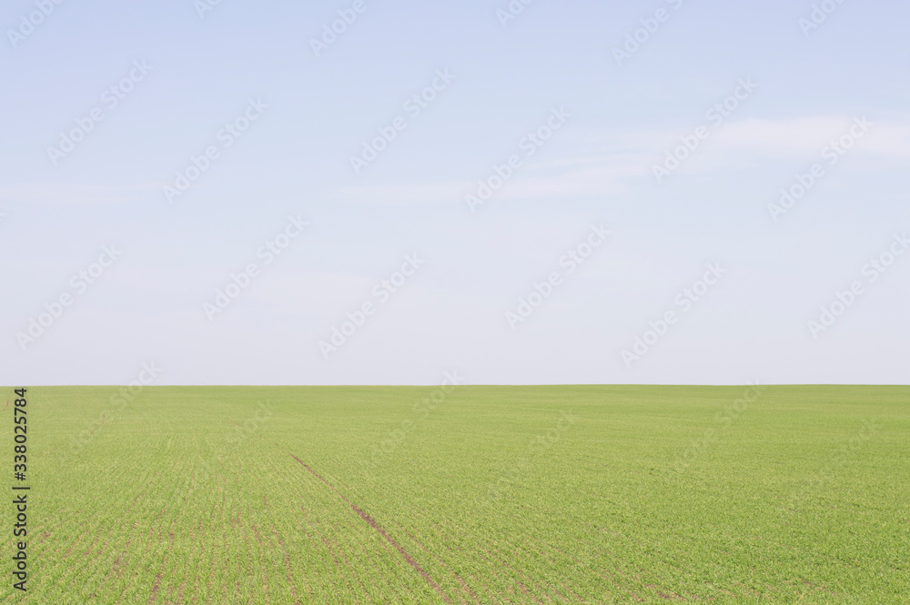 green field against the sky