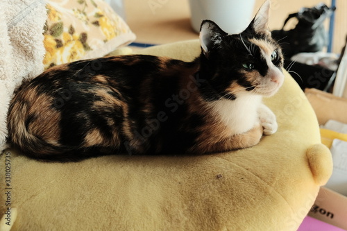 猫