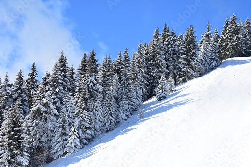 Snowy evergreen pine trees on a mountain in Busteni Romania