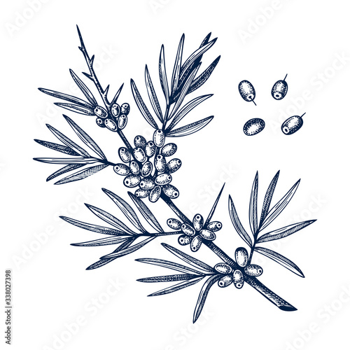 Hand drawn dogwood with berries vector illustration in engraved style. Wild berries on white background. Hand drawing. Vintage garden berry sketch. Cornel plant outline. Healthy food ingredient.