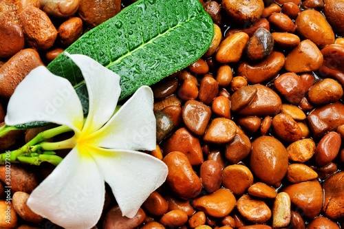White plumeria flowers  Placed on a wet stone in the background