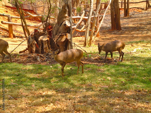 Herds of deer eat grass under the trees in the shade of trees.