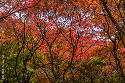 Red autumn maple forest of Naejang Mountain, Korea
