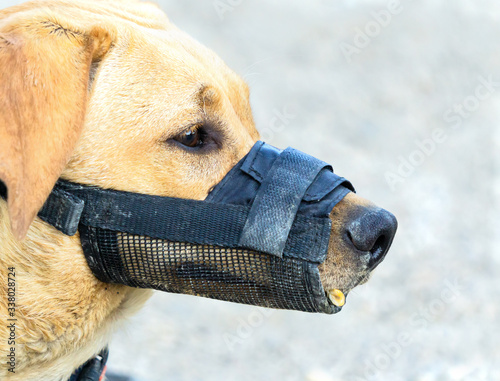 Slika na platnu Close up portrait of a dog wearing a muzzle