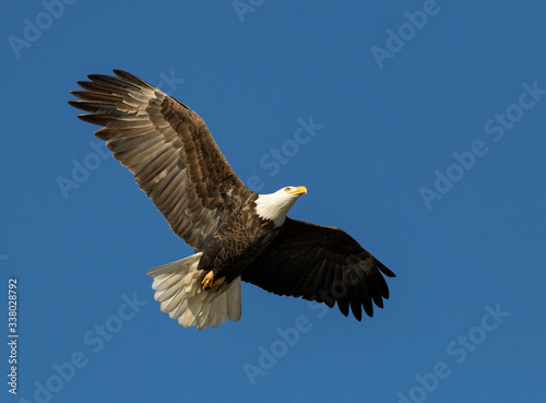 American Bald Eagle Flying with Wings Spread and Blue Clear Sky