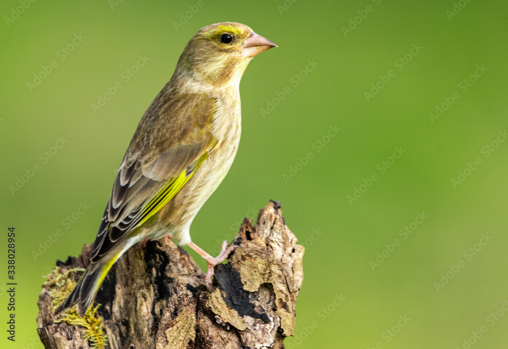 Green Finch. Green Finch.