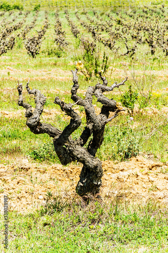 Vine trunk on a vineyard