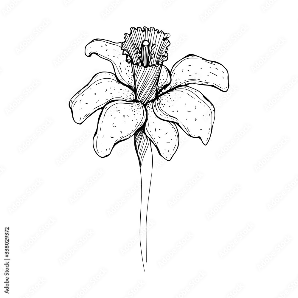 Daffodil flower in doodle style. Hand-drawn and isolated on a white background. Floral design element with texture. Black and white vector illustration
