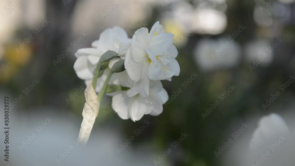 Fleurs blanches de narcisse dans un joli flou en avant-plan et arrière-plan