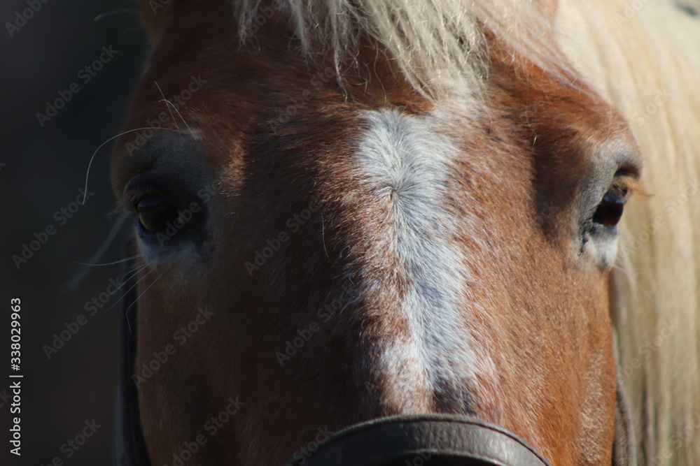 Fototapeta premium Horse in the Nature