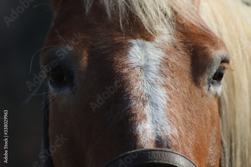 Horse in the Nature