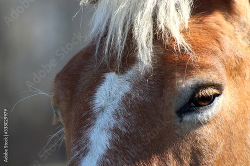 Horse in the Nature